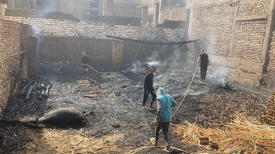 تفاصيل جديدة لنفوق 30 رأس عجل فى حريق مزرعة وأحواش بقرية الرمادي بأسوان (صور)