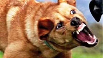  بينهم طفل ومسنة، كلب مسعور يعقر 5 أشخاص في الأقصر