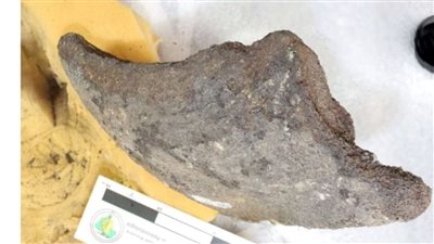 يعود تاريخها لـ40 ألف عام، اكتشاف أكبر سلاحف المياه العذبة بالعالم