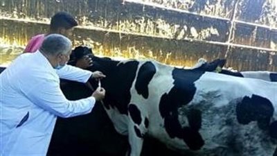 انطلاق فعاليات الحملة القومية للتحصين ضد مرضي الحمى القلاعية والوادي المتصدع بالبحيرة
