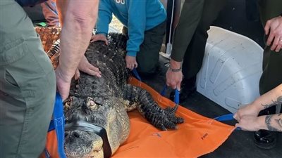 مصاب بالعمى وآلام بالعمود الفقري، مصادرة تمساح نيويورك المريض