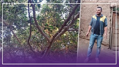 جميزة الكهف، قصة أقدم شجرة بصعيد مصر وعلاقتها بالسيد البدوي وعلاج الأمراض (فيديو)