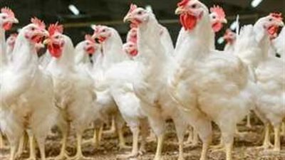 أسعار الدواجن اليوم السبت 16-3-2024 في الفيوم