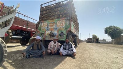 مصنع سكر أبو قرقاص بالمنيا عاد ليتنفس من جديد.. بدء توريد محصول البنجر.. وحجم الإنتاج يصل نحو 70 ألف طن