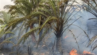 اندلاع حريق في مزرعة نخيل بالوادي الجديد (صور)