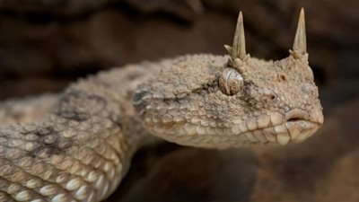 طريشة تلدغ طفلة في قرية الشركة بالوادي الجديد 