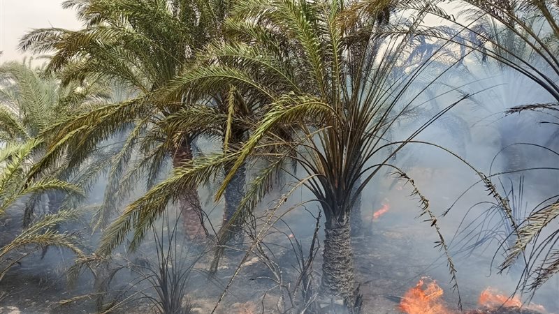 حريق نخيل، ڤيتو