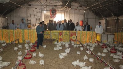 رفع القدرة الإنتاجية بمزرعة الدواجن بجامعة أسيوط لـ4 آلاف كتكوت تسمين
