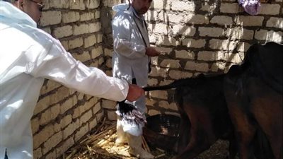 غدًا انطلاق حملة التحصين ضد مرض الحمى القلاعية وحمى الوادي المتصدع في الإسماعيلية 