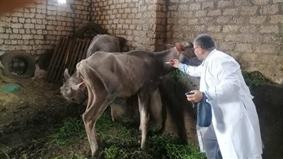 غدا انطلاق أعمال الحملة القومية للتحصين ضد مرض الجلد العقدى وحمى الوادى المتصدع بالأقصر