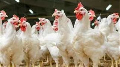 أسعار الدواجن اليوم الثلاثاء 19-3-2024 في الفيوم 