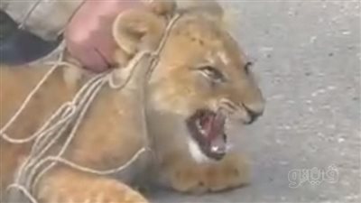  أسد يثير الرعب في التجمع الأول والأمن يبحث عن صاحبه (صور) 