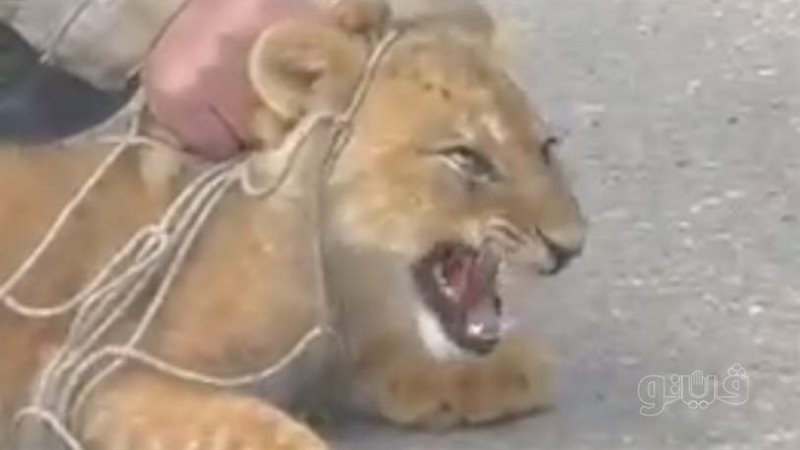العثور على أسد مجهول