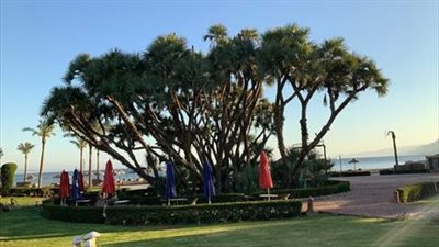 في ذكري تحرير طابا، قصة شجرة الدوم التي اعتمدتها المحكمة الدولية (فيديو) 