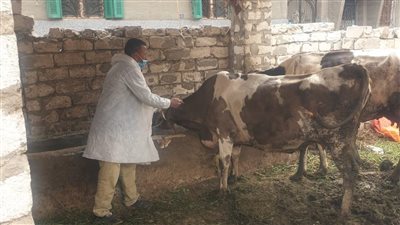 تحصين 20524 رأس ماشية ضد الحمى القلاعية والوادي المتصدع بالبحيرة