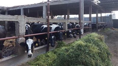  شروط الحصول علي ترخيص مزرعة مواشي بالجيزة