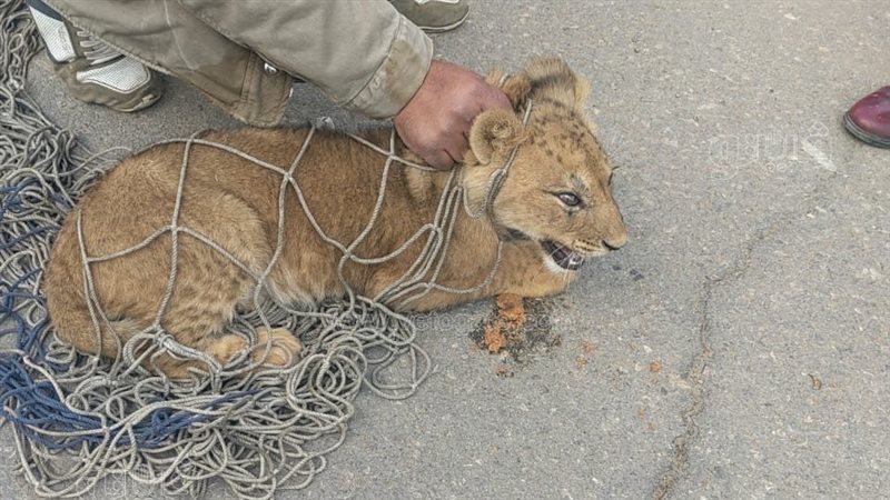 اسد التجمع الاول،فيتو