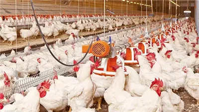 أسعار الدواجن اليوم الخميس 21-3-2024 في الفيوم