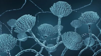 دراسة جديدة تحذر من تفاقم مشكلة الالتهابات الفطرية بسبب مقاومة الأدوية