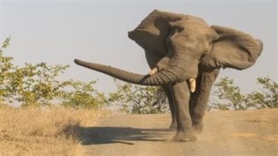 ماذا تفعل لو هاجم فيل غاضب سيارتك؟