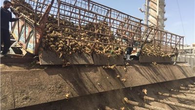 من داخل مصنع أبوقرقاص للسكر، معلومات الوزراء تكشف حقيقة إغلاق المصنع وتوقف إنتاجه (فيديو)