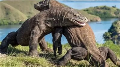 بعد أسد التجمع، ظهور تنين الكومودو المفترس على طريق رئيسي في مصر (فيديو) 