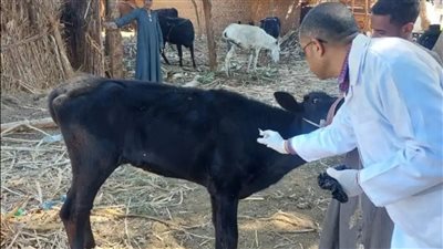 استمرار الحملة القومية للتحصين ضد الحمى القلاعية والوادي المتصدع بالأقصر