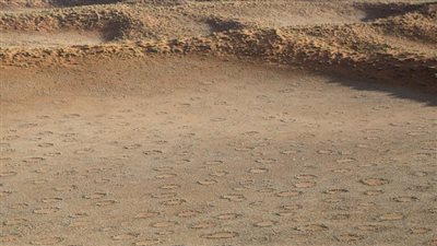 موت النباتات الجديدة في دوائر الجن، لغز حير العلماء في ناميبيا (فيديو)