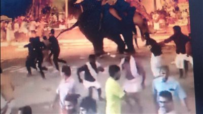 معركة للأفيال وسط الجماهير في الهند (فيديو) 