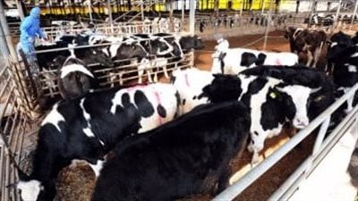 ميناء دمياط: استقبلنا 2364 رأس ماشية خلال الـ 24 ساعة الماضية 