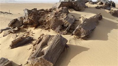 تاريخ تكوينها منذ 35 مليون سنة، الجمارك تسلم البيئة 31 طنا من الأشجار المتحجرة النادرة