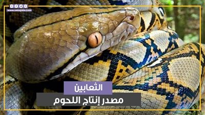 تربية الثعابين الكبيرة لزيادة إنتاج اللحوم.. ما القصة؟ ( فيديوجراف)