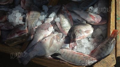 أسعار الأسماك اليوم، البلطي يتراجع 4 جنيهات في سوق العبور