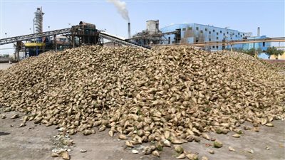 سكر الفيوم تتعاقد على 85 ألف فدان بنجر بـ 5 محافظات (صور)