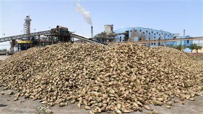  بدء موسم بنجر السكر وسعر الطن 2400 جنيه 