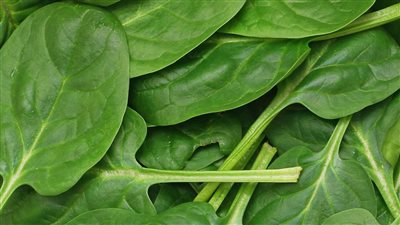غنية بالمغنيسيوم والبوتاسيوم والحديد، خبراء: السبانخ تحارب الشيخوخة وأمراض القلب