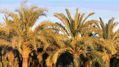 زراعة الأقصر: توزيع أجهزة مكافحة سوسة النخيل الحمراء على المديريات