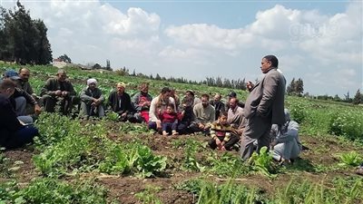 ندوات إرشادية ومدارس حقلية لتعزيز الوعي بممارسات الزراعة الحديثة بكفر الشيخ 