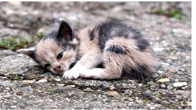 السجن 14 شهرًا لقاتل القطط في كوريا الجنوبية