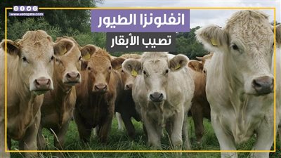 فيروس يصيب الأبقار لأول مرة في العالم (فيديوجراف)