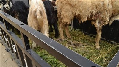  شروط بناء حظائر تربية وتسمين الأغنام بالجيزة