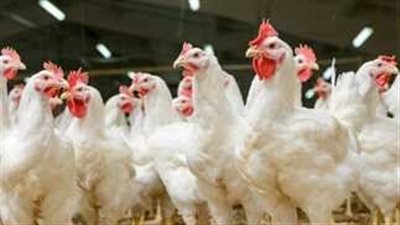 أسعار الدواجن اليوم الجمعة 29-3-2024 في الفيوم 