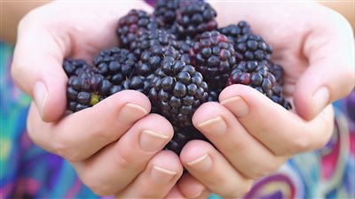 فوائد التوت، لصحتك وبشرتك في شهر رمضان