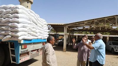 لجنة لبحث نقل خطوط الكهرباء عالية الجهد من حقول النخيل بالوادي الجديد 