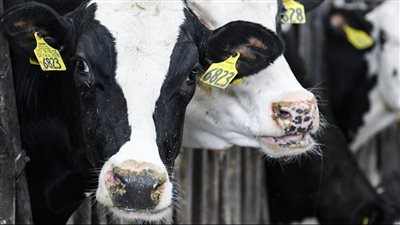 لأول مرة، أنفلونزا الطيور تنتقل من الأبقار إلى البشر 