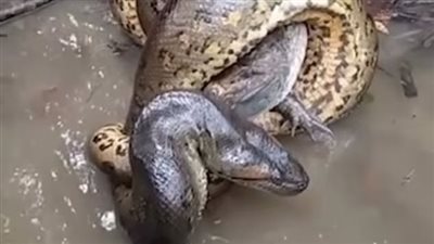 أناكوندا عملاقة تسحق تمساحًا حتى الموت