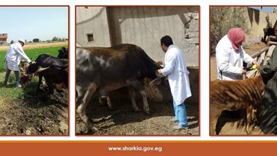 بيطري الشرقية: تحصين 189 ألف رأس ماشية ضد الحمى