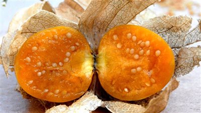 فوائد الحرنكش، يحمي من تليف الكبد ويخفض الكوليسترول ويعزز من صحة الجهاز العصبى 