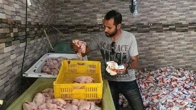 ضبط 1000 طن دواجن فاسدة بدمياط الجديدة قبل طرحها بالأسواق 