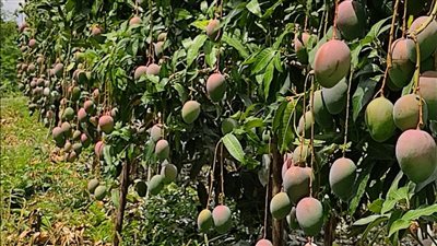 مدير إدارة البساتين بالأقصر: التغيرات المناخية في صالح مزارعي المانجو